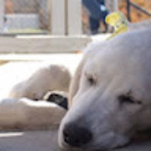 Meet your Posher, Diana